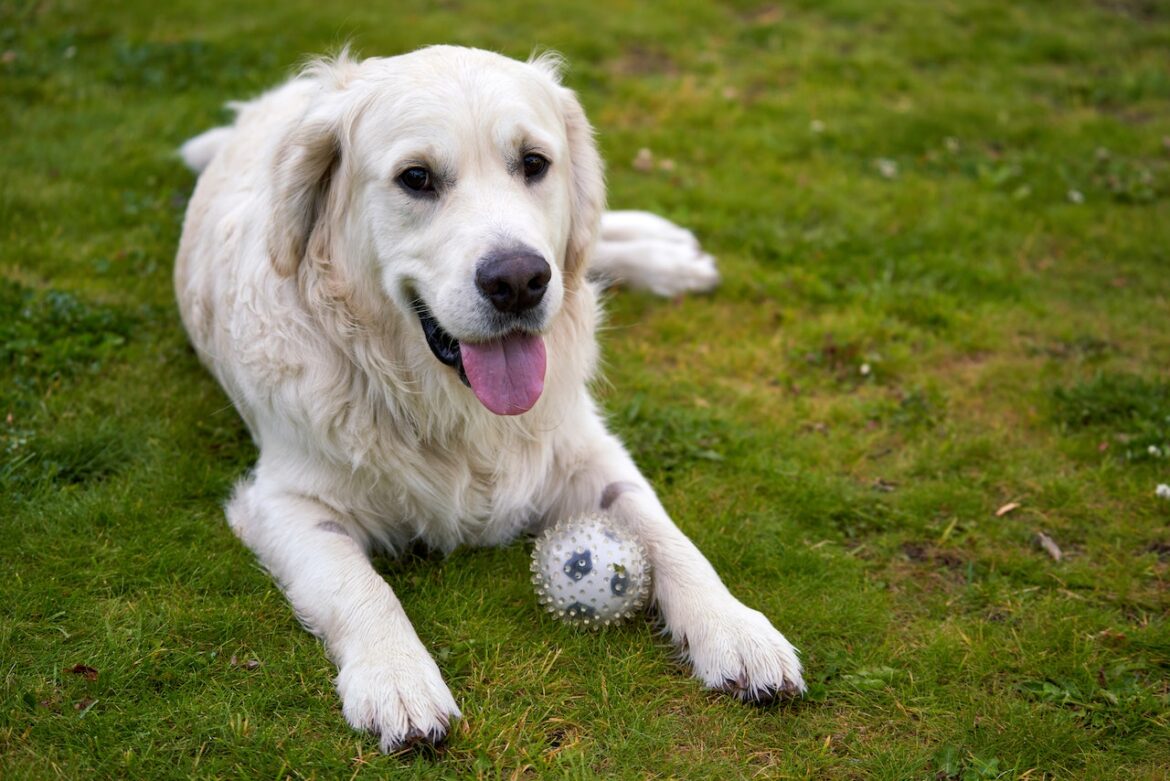 6 Things to Consider Before Adopting a Large Dog